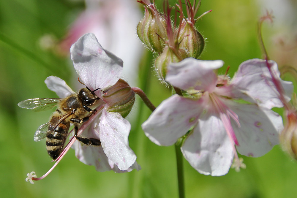 Biene an einer Blüte