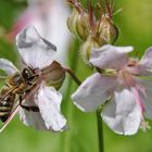 Biene an einer Blüte