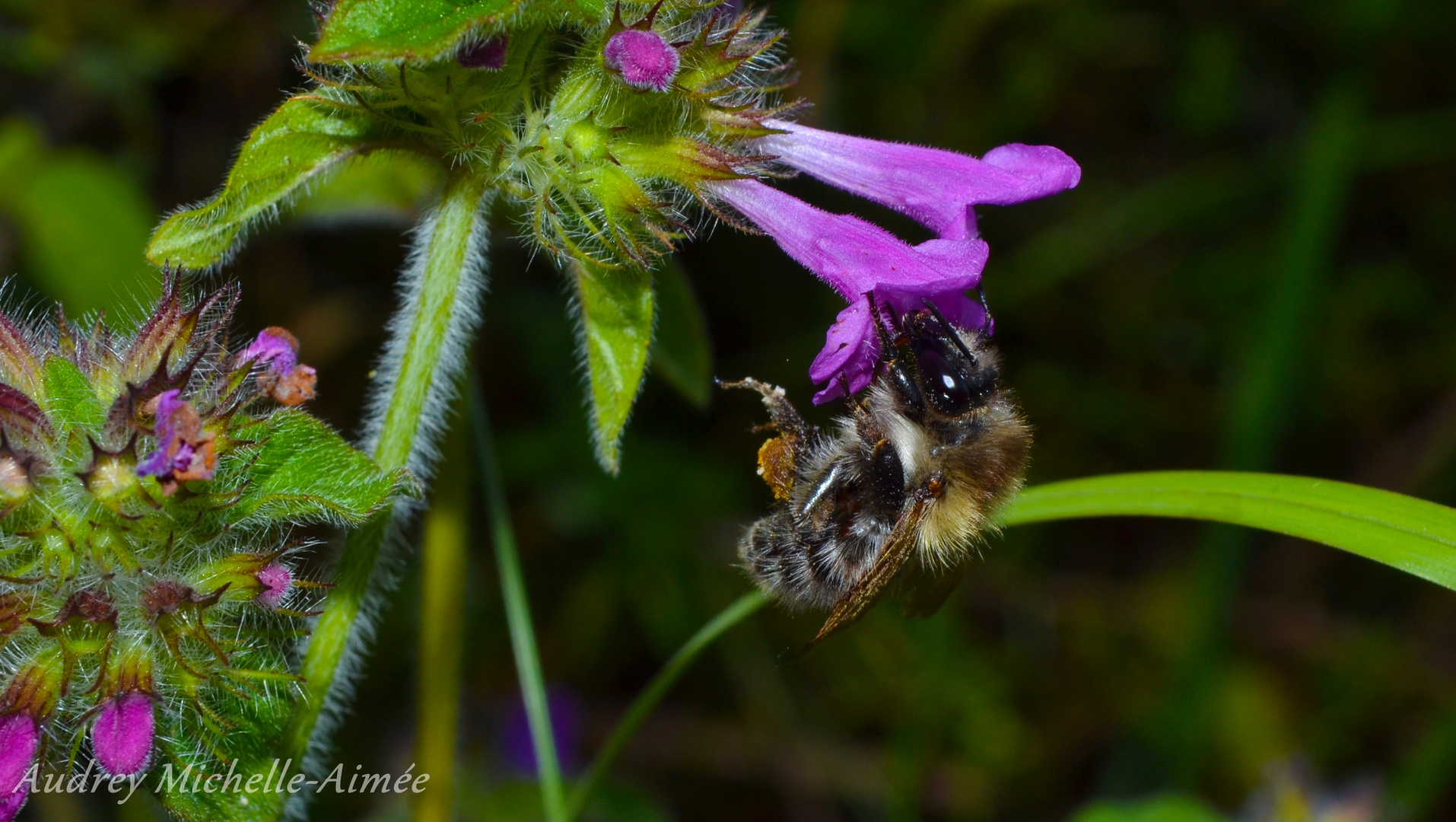 Biene an einer Blüte