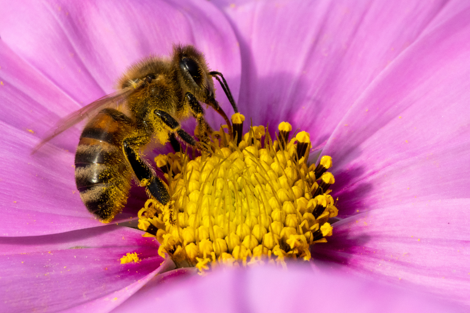 Biene an einer Blüte