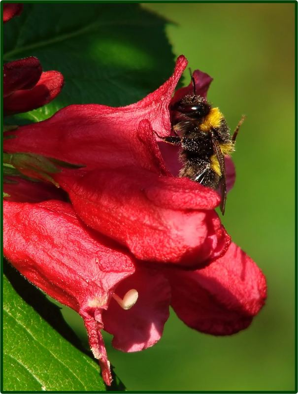 Biene an einer Blüte