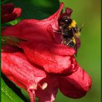 Biene an einer Blüte