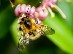 Biene an einer Blüte, Flügel ausgebreitet