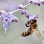 Biene an einer Blüte hängend