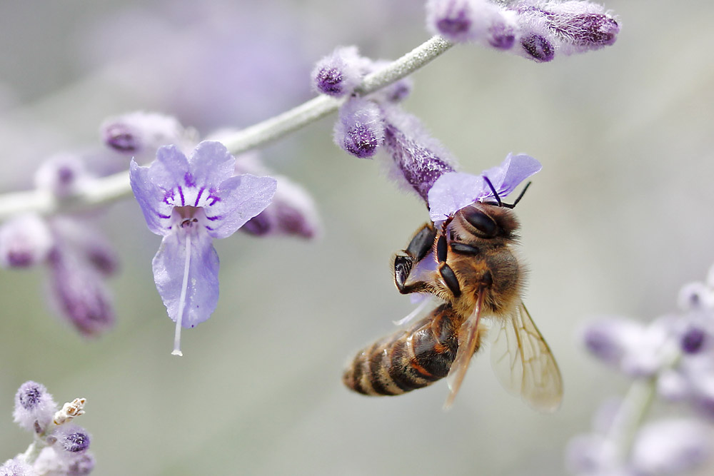 Biene an einer Blüte hängend