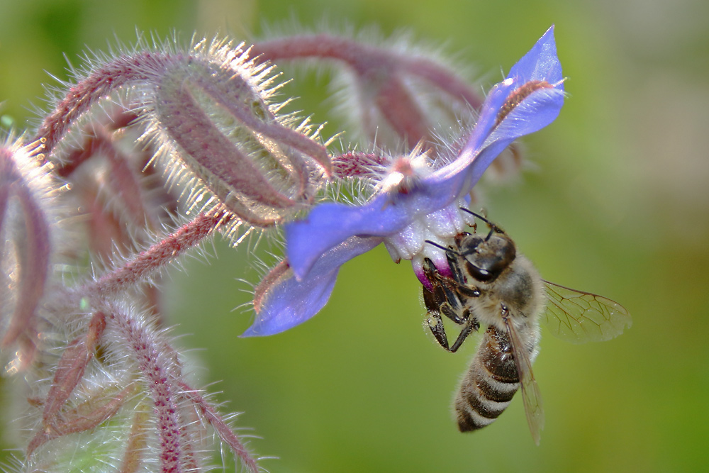 Biene an einer Borretsch-Blüte