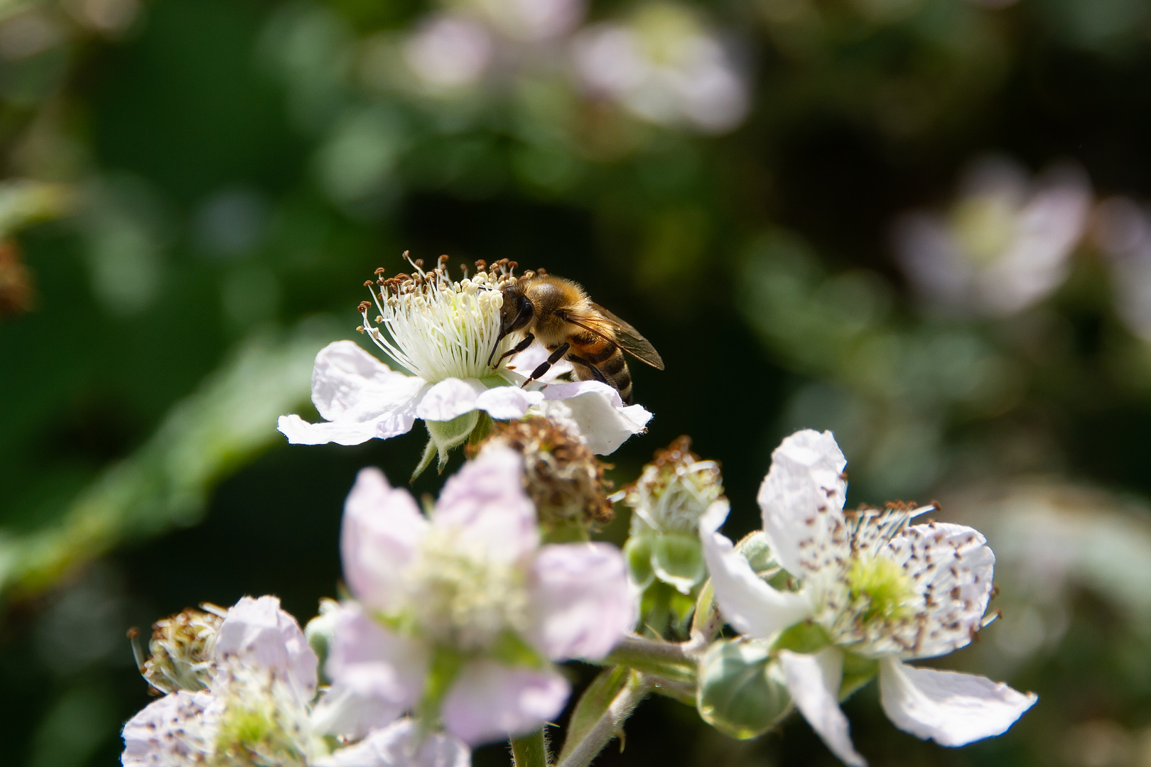 Biene an einer Brombeerblüte