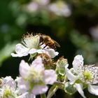 Biene an einer Brombeerblüte