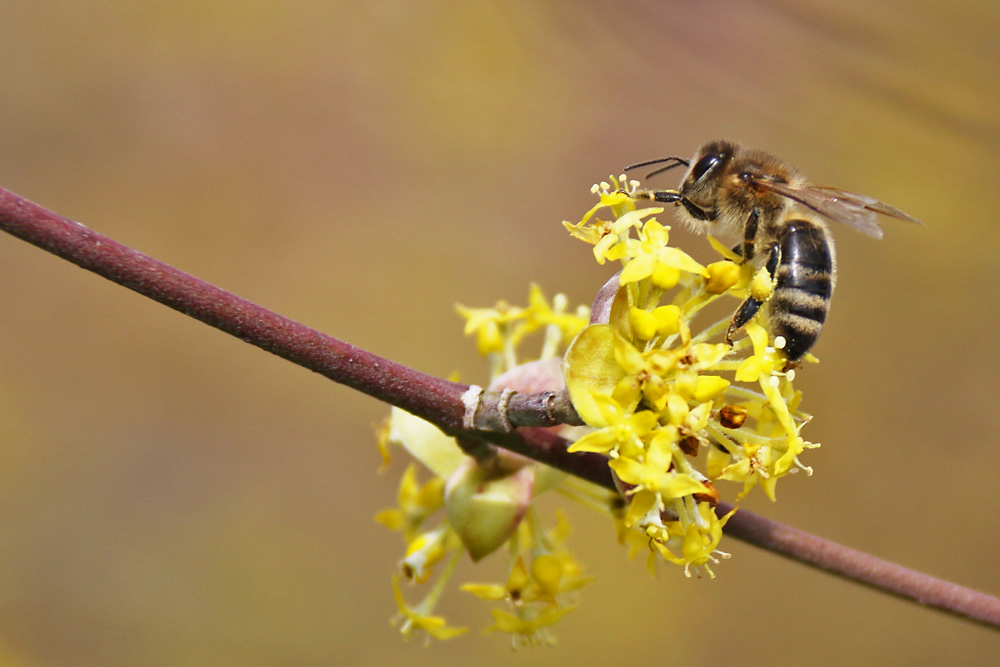 Biene an einer gelben Blüte