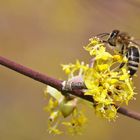 Biene an einer gelben Blüte