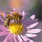 Biene an einer Herbstblume