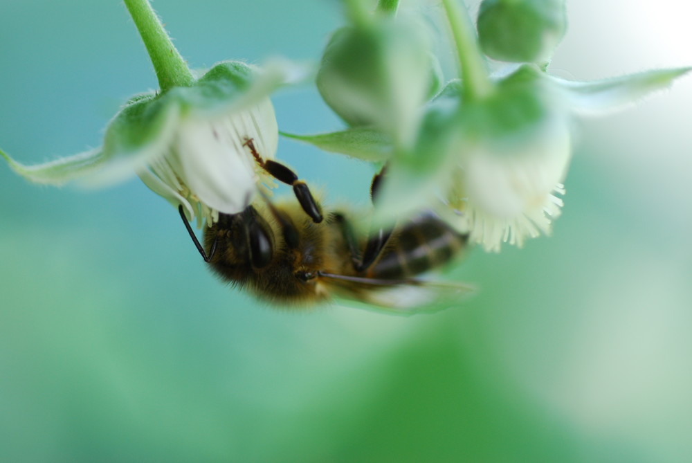 Biene an einer Himbeerblüte