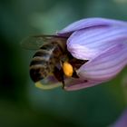 Biene an einer Hostablüte