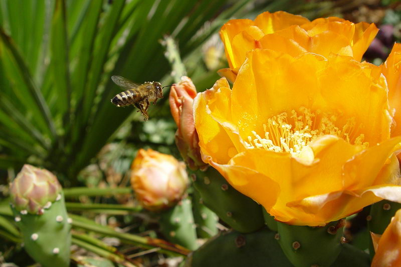 Biene an einer Kaktusblüte