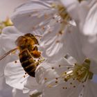 Biene an einer Kirschblüte