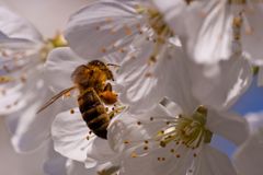 Biene an einer Kirschblüte