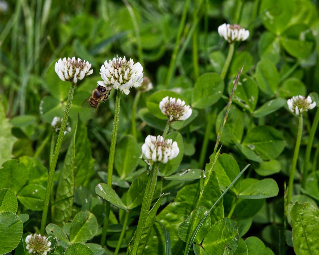 Biene an einer Kleeblüte