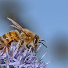 Biene an einer Kugeldistel