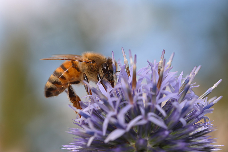 Biene an einer Kugeldistel
