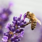 Biene an einer Lavendelblüte