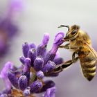 Biene an einer Lavendelblüte