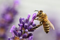 Biene an einer Lavendelblüte