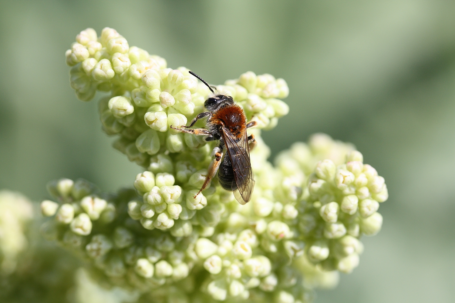 Biene an einer Rhabarberblüte