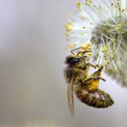 Biene an einer Salweide