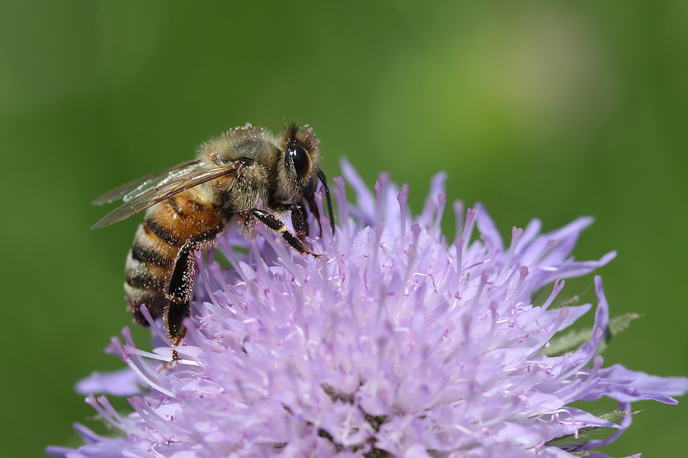 Biene an einer Witwenblume