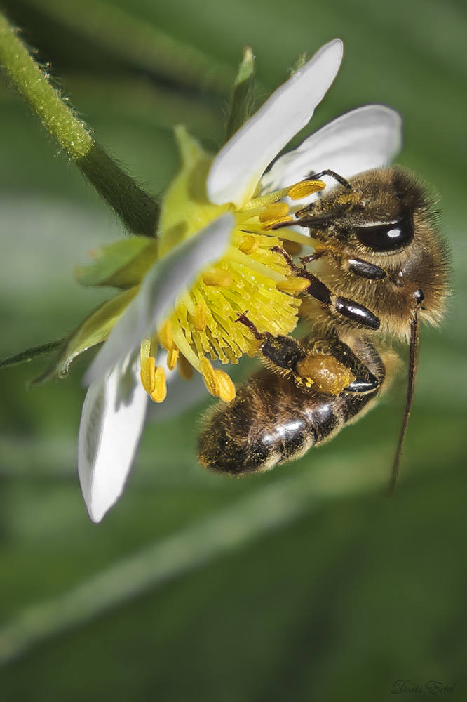 Biene an Erdbeerblüte ...