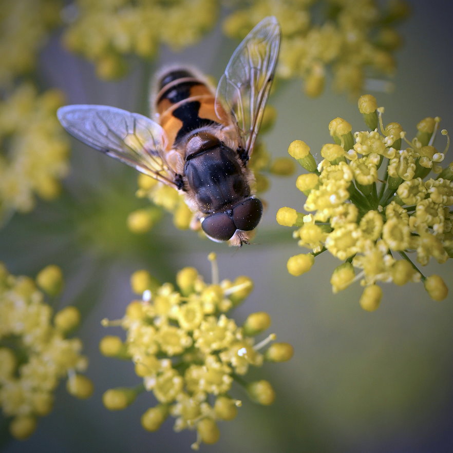 Biene an Fenchel