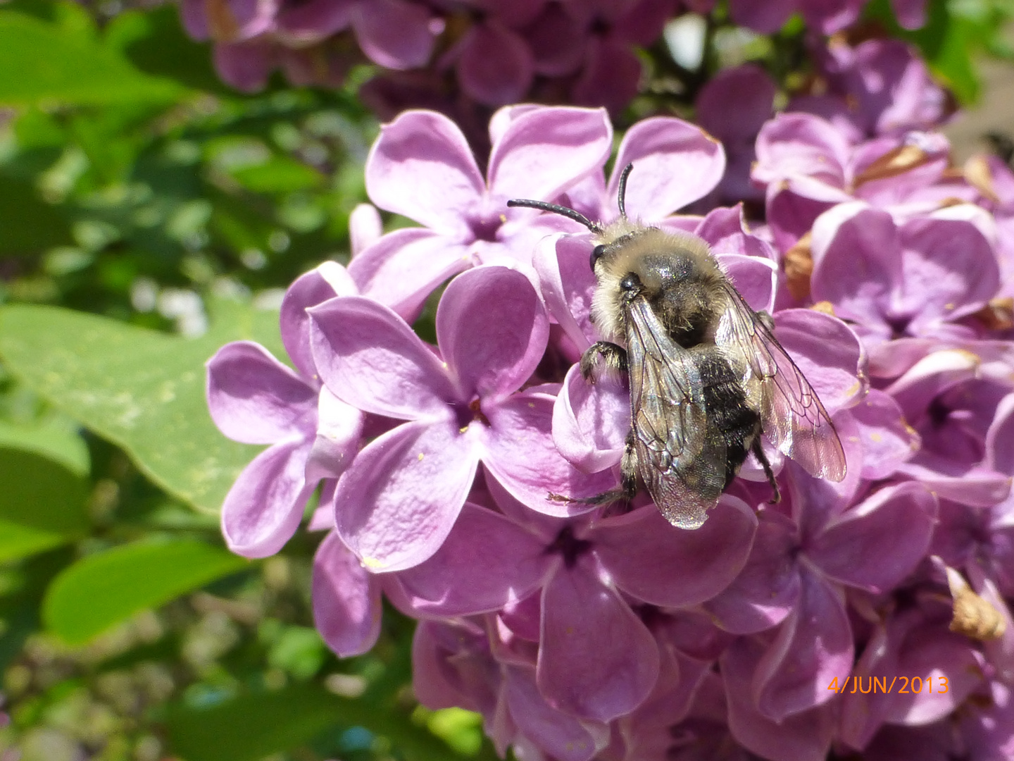 Biene an Flieder Foto & Bild tiere, wildlife, insekten Bilder auf
