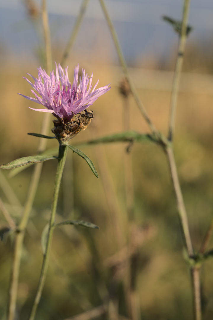 Biene an Flockenblume