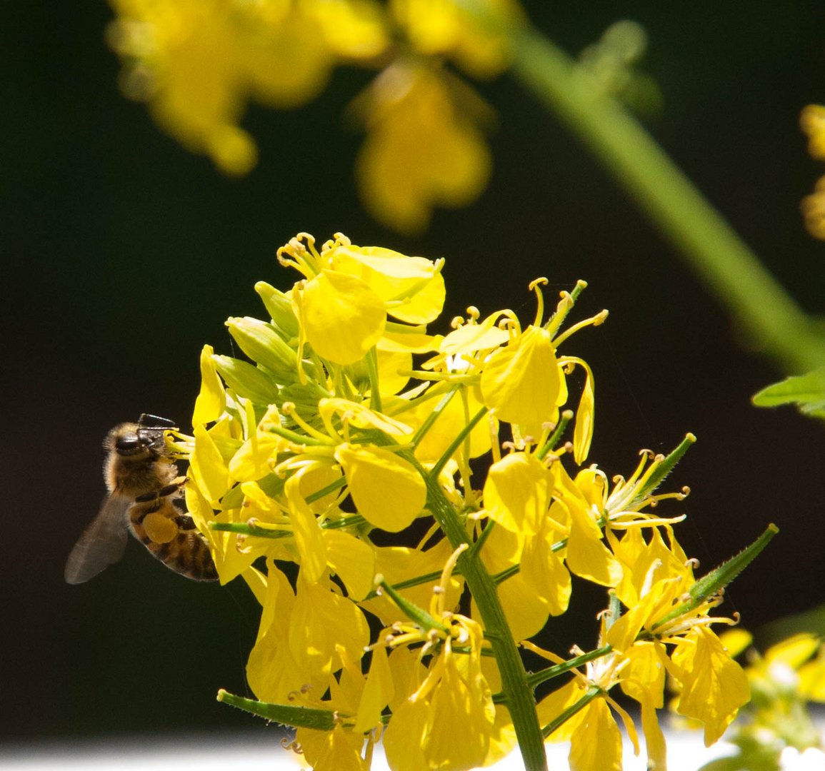 Biene an gelber Blüte