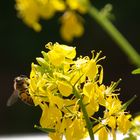 Biene an gelber Blüte