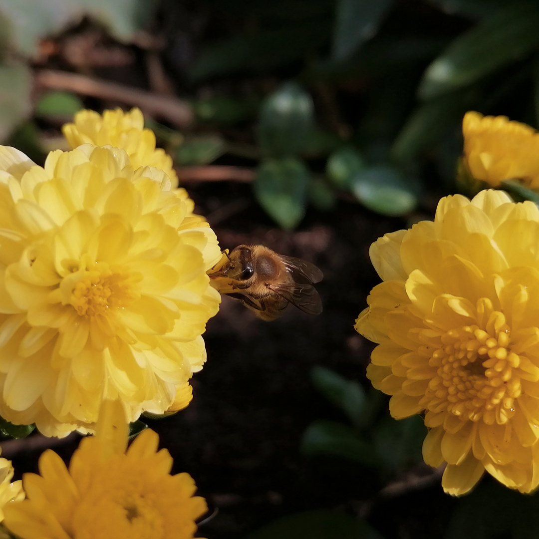 Biene an gelber Blume