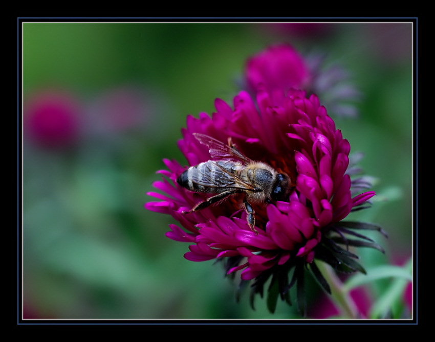 Biene an Herbstaster