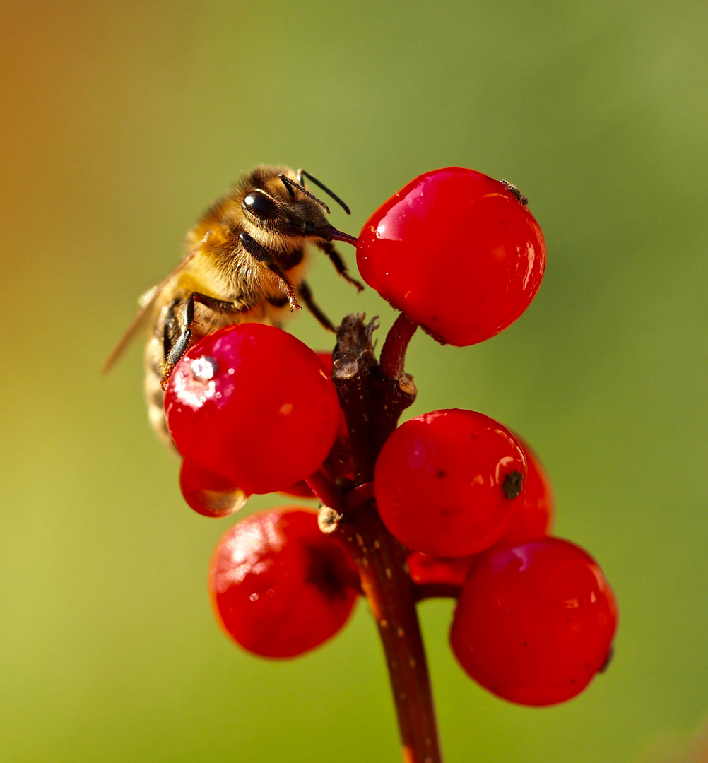 Biene an „Honigbeere"