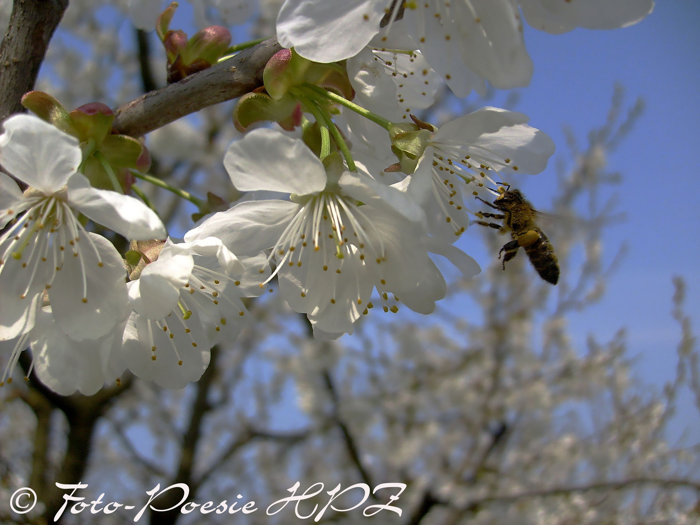 Biene an Kirschblüte