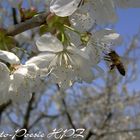 Biene an Kirschblüte