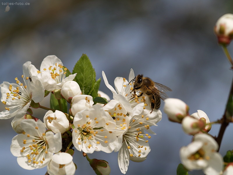 Biene an Kirschblüte