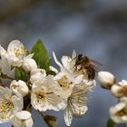 Biene an Kirschblüte