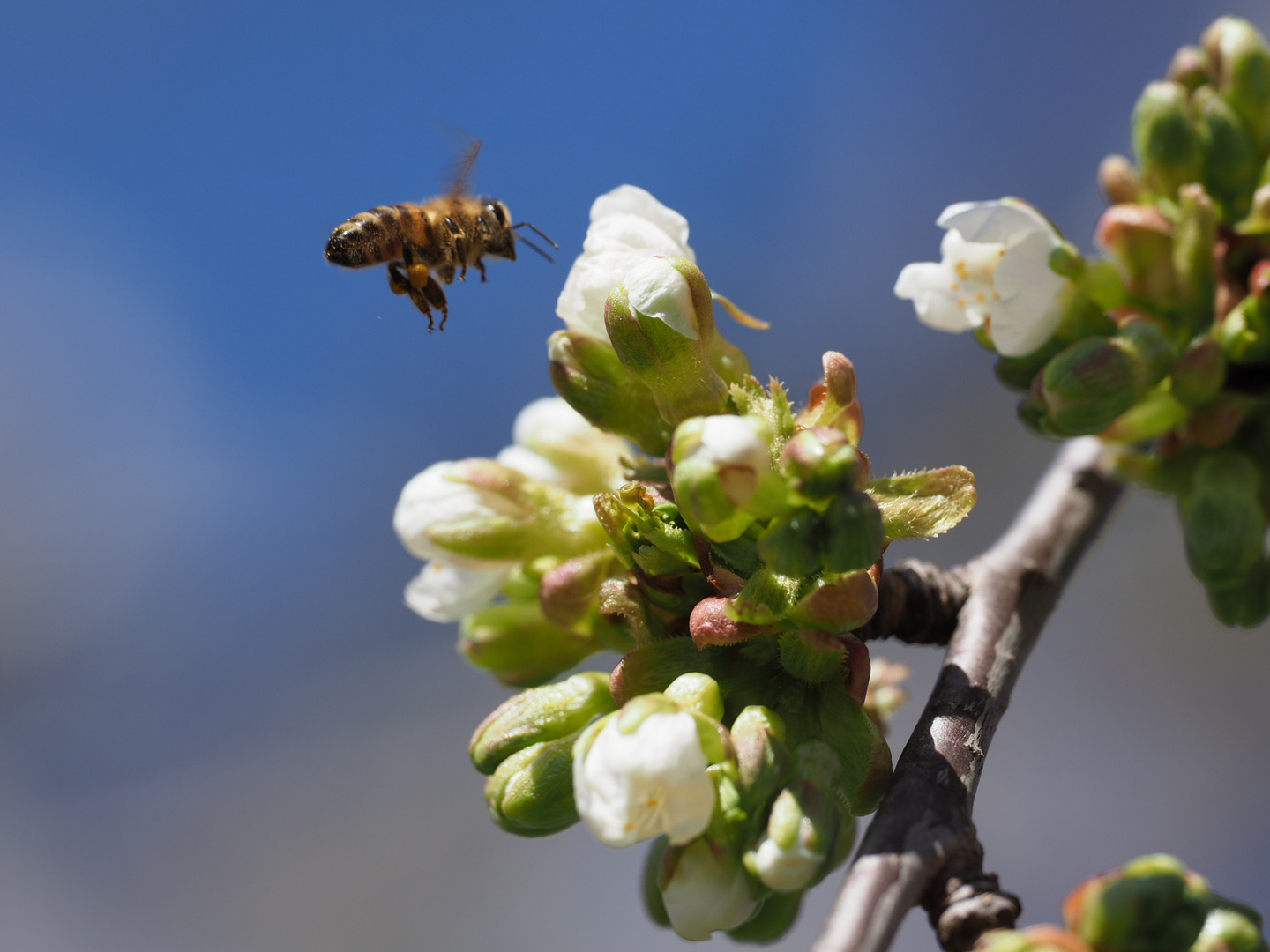 Biene an Kirschblüte