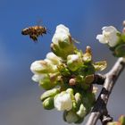 Biene an Kirschblüte