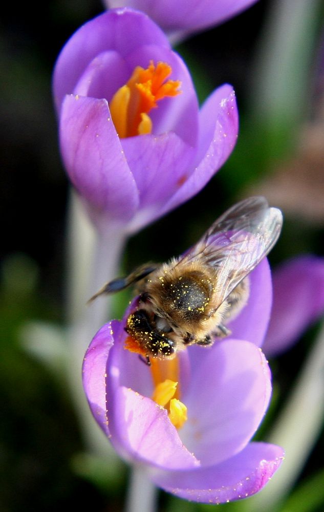 Biene an Krokus 2011-03