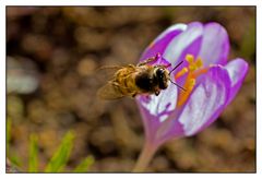 Biene an Krokus