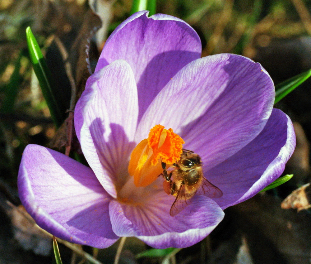 Biene an Krokus