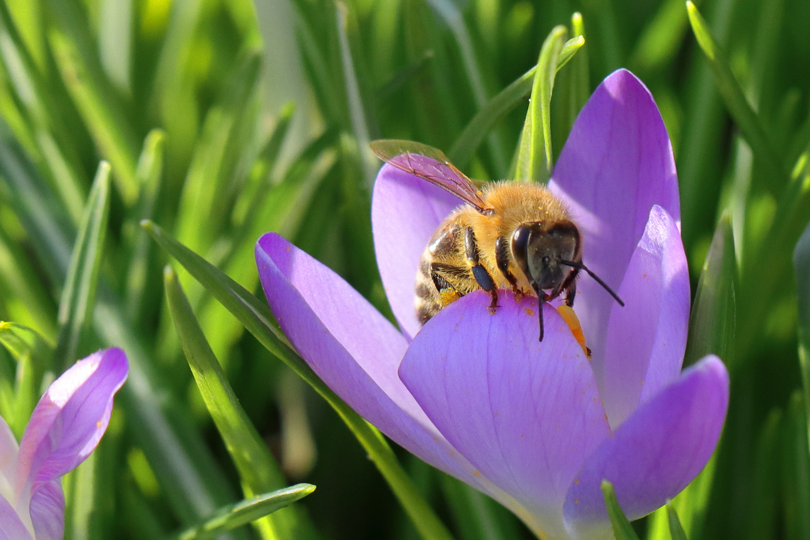 Biene an Krokusblüten