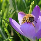 Biene an Krokusblüten