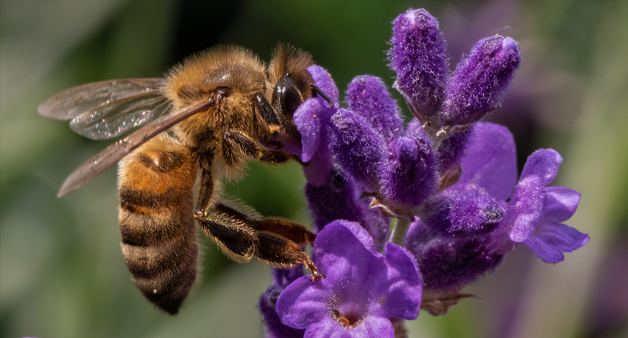 Biene an Lavendel 001 